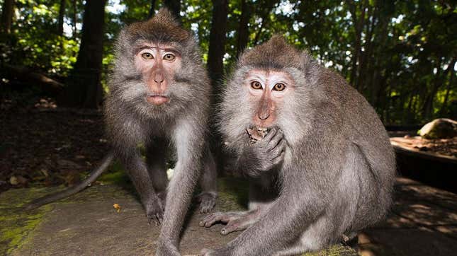 Two monkeys in Bali, Indonesia 