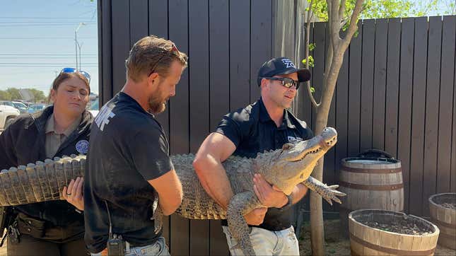 The alligator (seen here) was taken to the Animal World & Snake Farm Zoo after being found as a pet