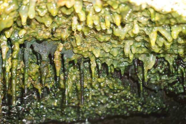 Thick microbial mats hang under a rock ledge in steam vents that run along the Eastern Rift Zone.