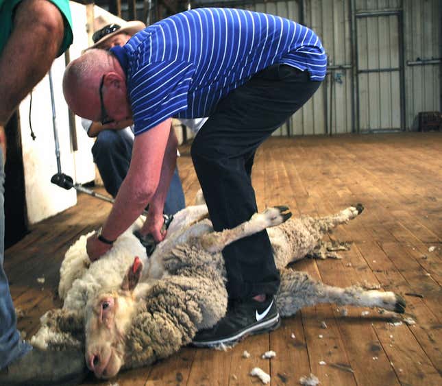 Rupert Murdoch shearing a sheep.
