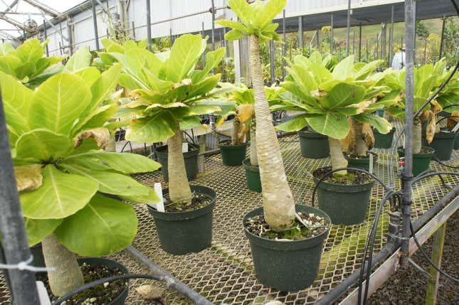 The vulcan palm, better known as “cabbage on a stick,” growing in the nursery at the National Tropical Botanical Garden on Kauai, Hawaii. There is only one plant of this species left in the wild.