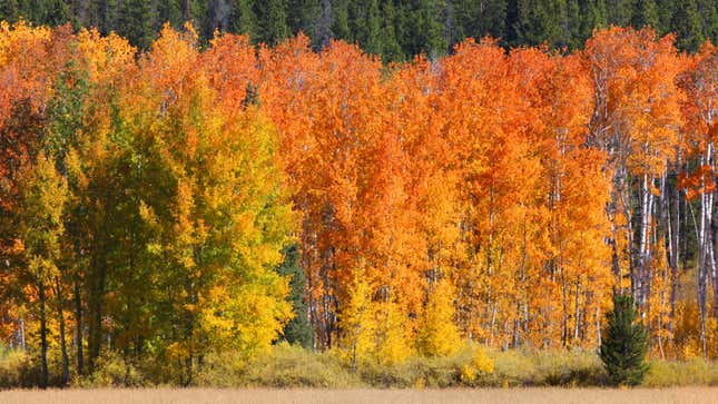 Image for article titled 10 of the Most Stunning Places to See Fall Foliage in the US