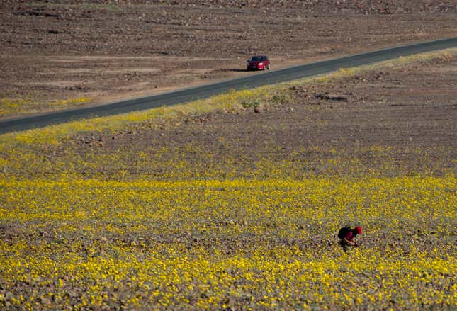 A rare “super bloom” in Death Valley.