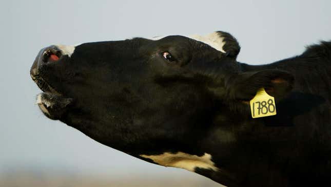 Imagen para el artículo titulado Aplicar descargas eléctricas a la caca de vaca para eliminar los gases de efecto invernadero