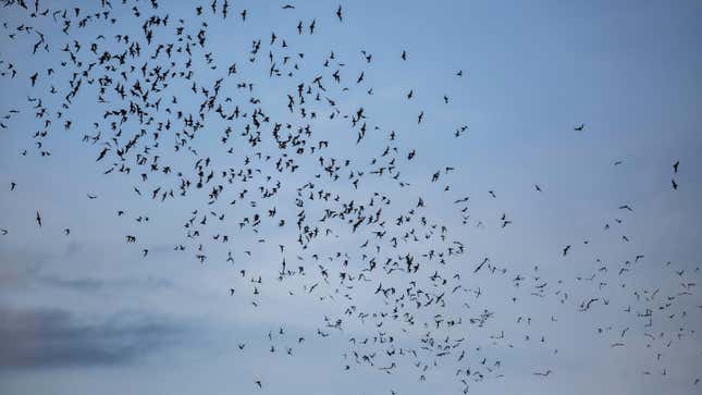 Millions of bats fly out of the Khao Chong Pran Cave at sunset for feeding on September 12, 2020 in Ratchaburi, Thailand.