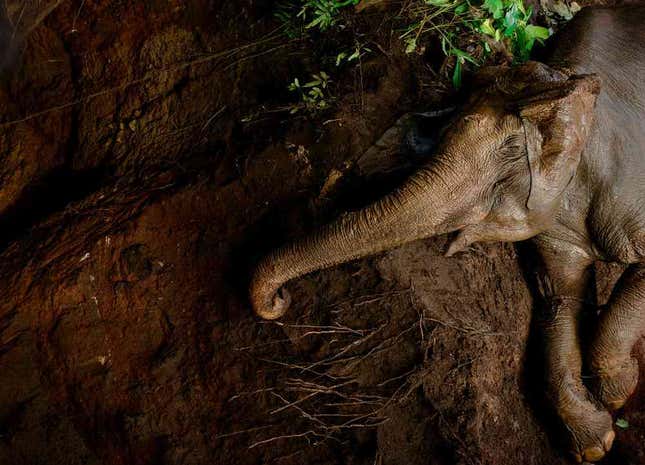 Graceful even in death, this young elephant fell into a deep, open well one night in Palakkad, Kerala. The photographer suspects the elephant emerged from the nearby forest to feast on fruiting jackfruit trees in the village. Open wells are a serious but little-recognised threat to wild animals, including Gujarat’s famed Asiatic lions, a few of which fall to their deaths every year.