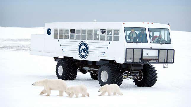 Polar bears in front of a tundra buggy.