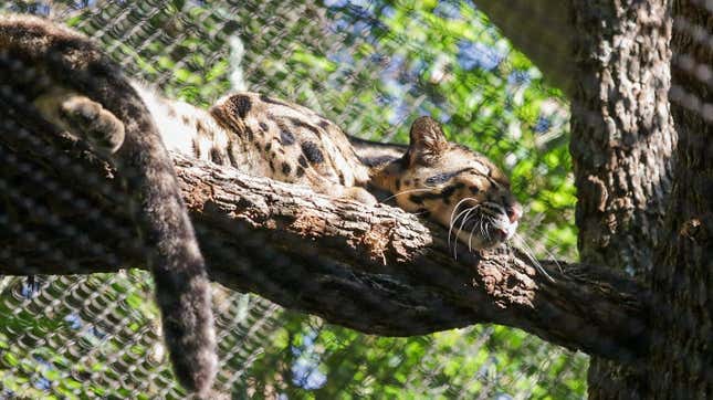 A photo of clouded leopard Nova sleeping on a tree.