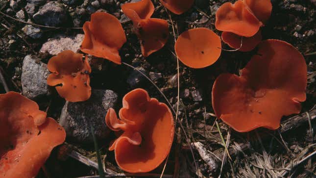Specimens of orange peel fungus (Peziza or Aleuria aurantia), Pyronemataceae.