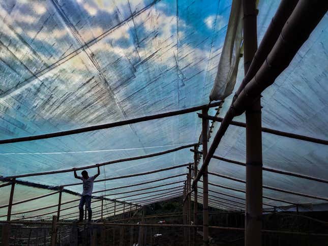 For now, many Toribío residents don’t see a future without pot farming.