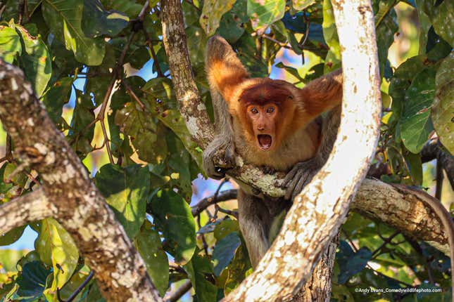 A probiscis monkey, open-mouthed in Borneo.