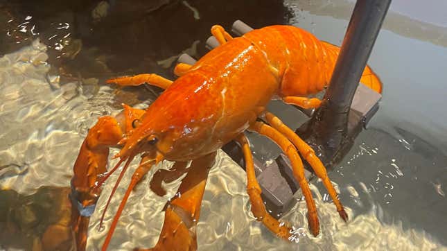 Image for article titled Please Check Out This Orange Lobster Named Cheddar