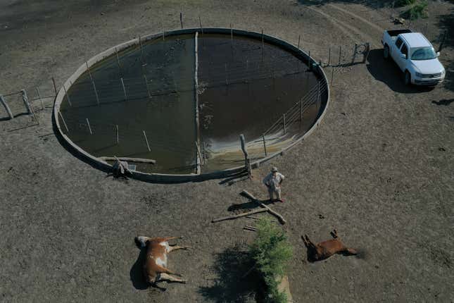 An aerial view of a water reservoir and dead cattle in Santa Fe Province, Argentina, on January 18, 2023.