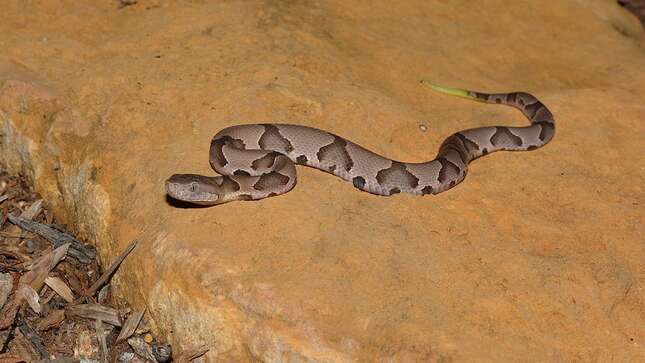 No, la foto en la que tienes que buscarla está más abajo. Esta es solo para que te hagas una idea del aspecto que tiene la serpiente.