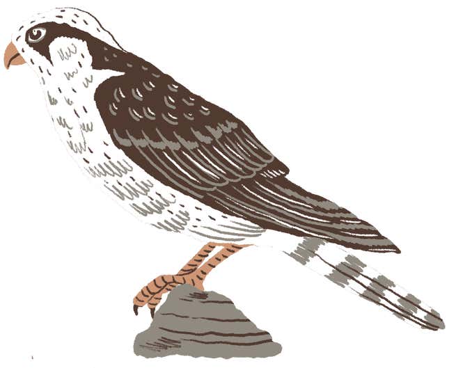 Northern Aplomado falcon