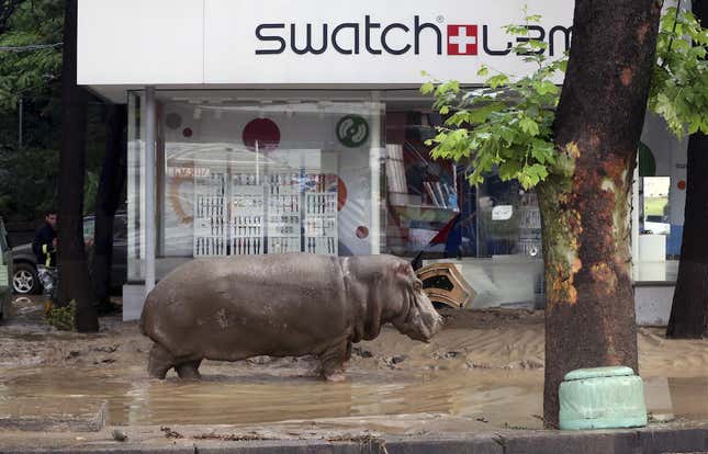 Image for article titled Tigers, lions, wolves, and hyenas have escaped from Tbilisi zoo and are running around the city