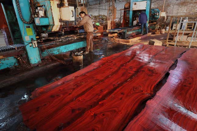 Chinese demand for rosewood is threatening the African species of wood, the Mukula.
