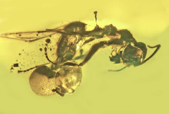 Imagen para el artículo titulado Descubren en una pieza de ámbar un nuevo tipo de hongo parasitario cordyceps que invadía las hormigas por el recto