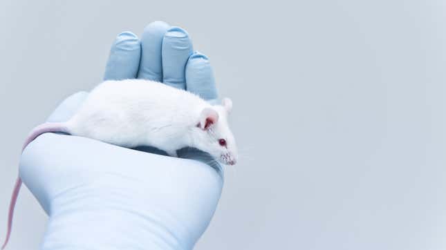 Image for article titled Experimental Gel Killed 100% of Brain Tumors in Mice