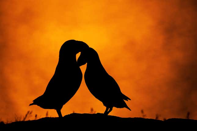 Two puffin silhouettes in front of the orange of the morning Sun.