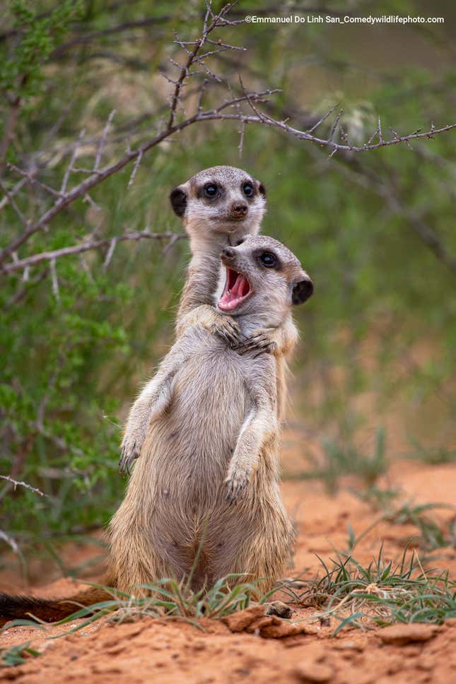 One meerkat appears to strangle another in cold blood.