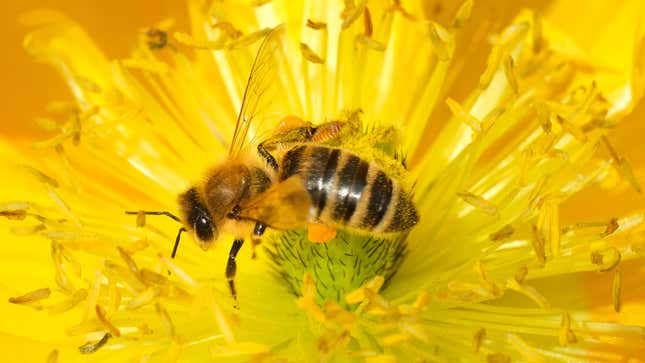 Image for article titled California Court Rules Bees Can Be Classified as Fish