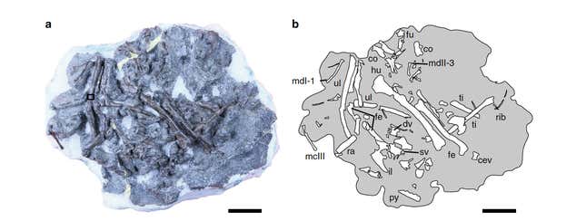 Left: The fossil of Fukuipteryx prima. Right: Illustration of the bones contained within.