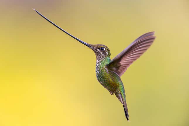 A sword-billed hummingbird in flight.