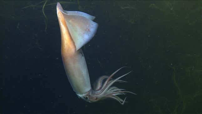 A Humboldt squid flashing its colors around 300 meters (980 feet) below the surface of Monterey Bay.