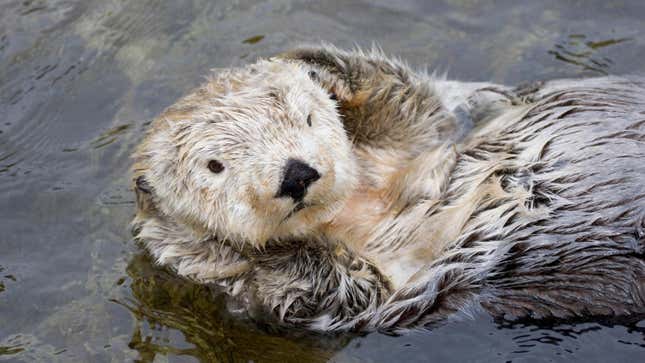 A Santa Cruz Sea Otter Named 841 Is Stealing Hella Surfboards