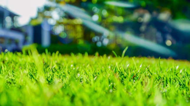 Image for article titled 10 Ways to Grow a Greener, Healthier Lawn