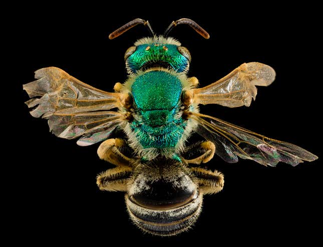 Agapostemon melliventris. “Yet another Agapostemon, this one was collected in the southern remote portions of Badlands National Park in South Dakota within the Pineridge Indian Reservation.”
