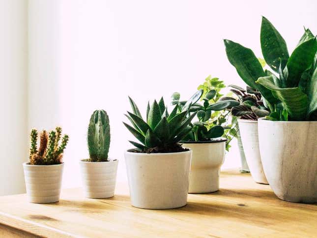 Image for article titled Startup:観葉植物アプリが地球を救う