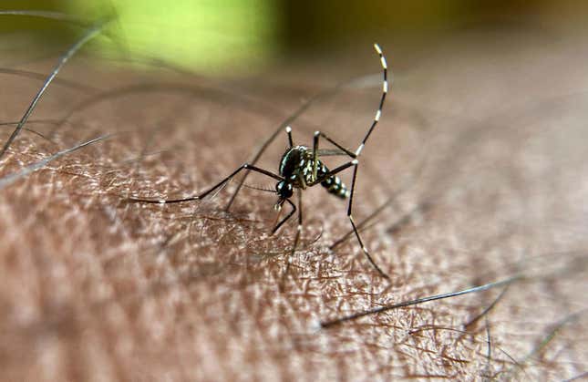 Un mosquito tigre asiático Foto: MANJUNATH KIRAN/AFP(Getty Images)