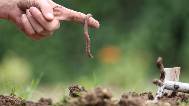 Worm in garden soil
