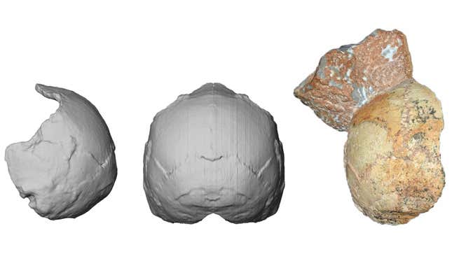The Apidima 1 skull fragment, a partial cranium, identified as belonging to an early modern human (right), and reconstructed CT images (left). 