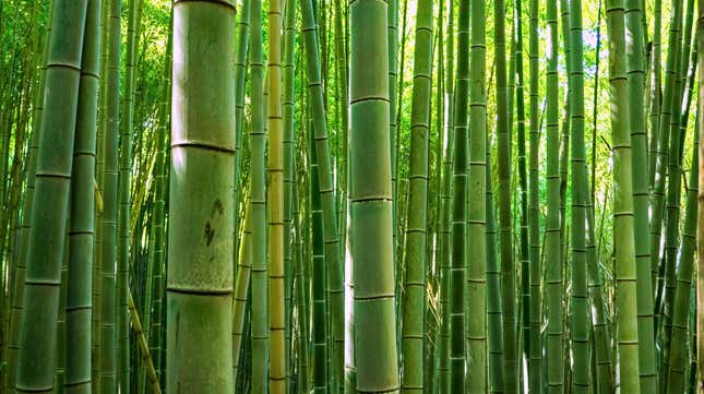 Bamboo growing in forest
