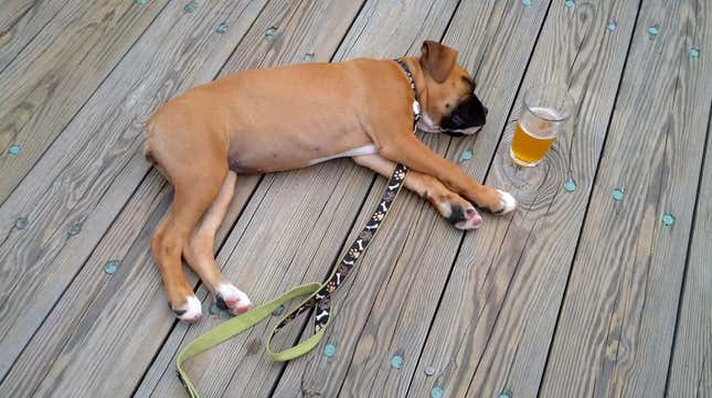 Image for article titled Coors is paying for dog adoptions, turning Cuffing Season into Leash Season