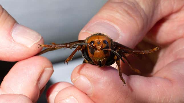 A sample specimen of a dead Asian Giant Hornet from Japan, also known as a murder hornet, is held by a pest biologist from the Washington State Department of Agriculture on July 29, 2020 in Bellingham, Washington.