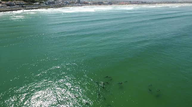 Dolphins off a Cape Town beach.