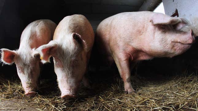 Pigs were able to breathe through their gut when rectally injected with an oxygenated chemical as part of a new study.
