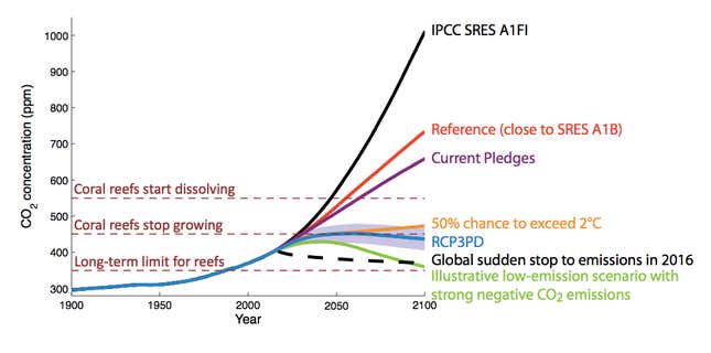 Outlook for coral reefs is bleak