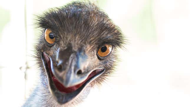 Image for article titled I&#39;ve Seen Enough: Do Not Get an Emu