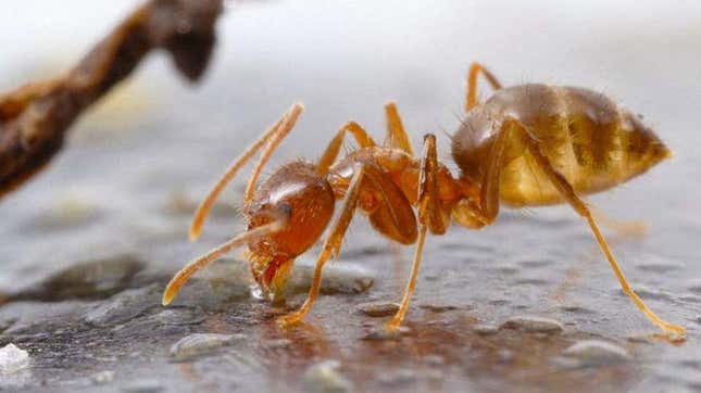 Imagen para el artículo titulado Un hongo infeccioso causa estragos en las hormigas locas, y los científicos están encantados