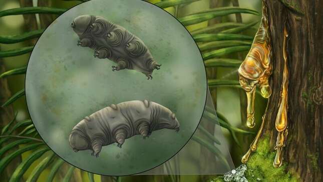 Hallan una nueva especie de tardígrado fosilizado en un trozo de ámbar