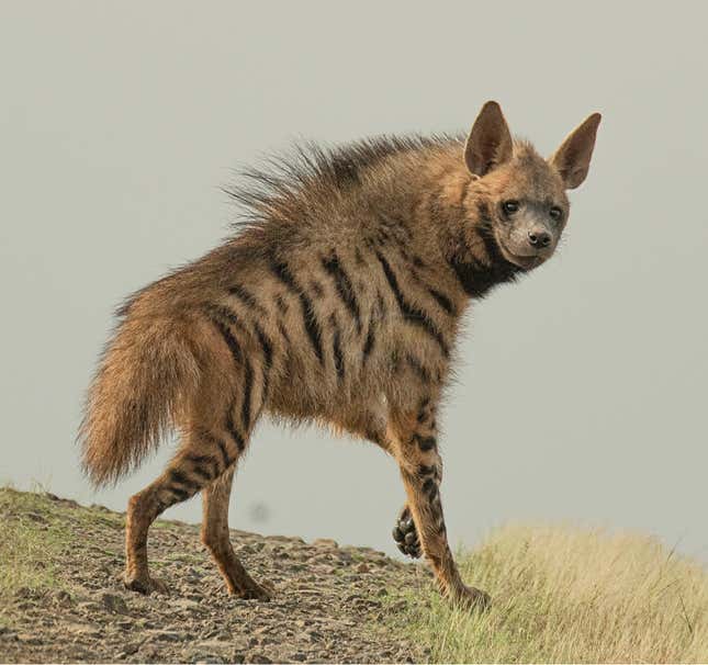 Striped hyena are easily identifiable by their black stripes and prominent ears and back ridge.