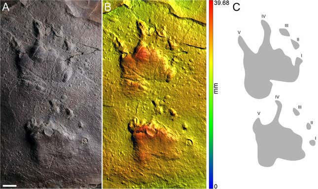 Synapsid tracks with skin impressions