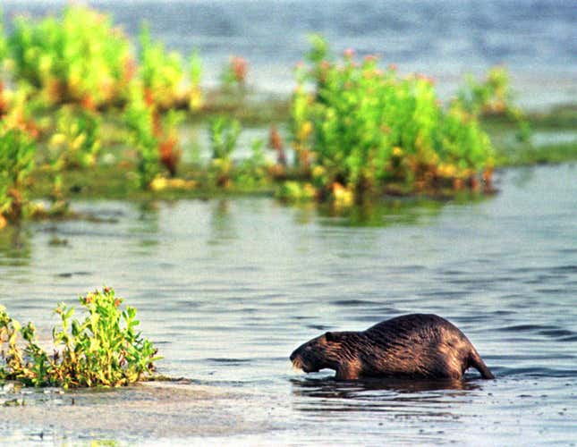 A nutria in the wild.