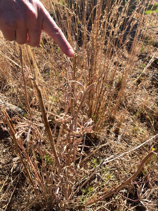 Photo of Hand pointing at plant