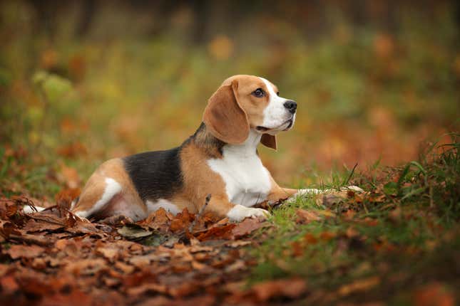 Logran mapear el epigenoma de los perros